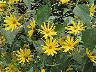 Helianthus tuberosus