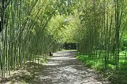 Бамбуковая роща
