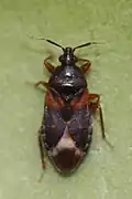 Lyctocoris dimidiatus