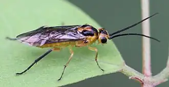 Euura tibialis