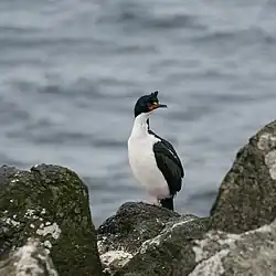Chatham shag looking to the right and perched on one leg on a coastal rocky outcrop in the Chatham Islands