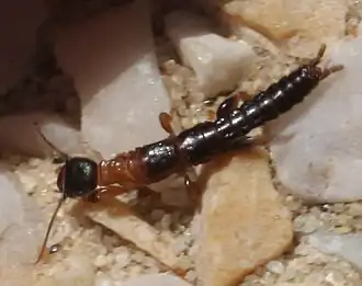 Haploembia solieri, самка