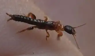 Реликтовая эмбия