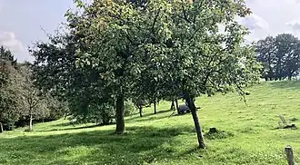 Нуждающийся в охране биотопв поселениях Апфельбаум и Бирнбаум (Гуммерсбах)