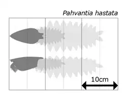 Оценочный размер