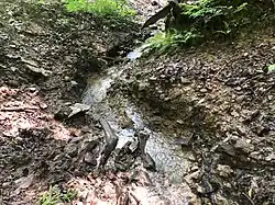 Штайнер-Зифен в среднем течении