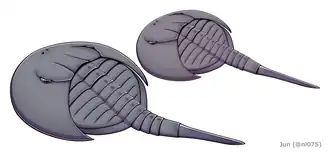 Реконструкции Lunataspis aurora (внизу слева) и Lunataspis borealis (вверху справа)