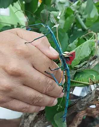 Achrioptera manga (самец)