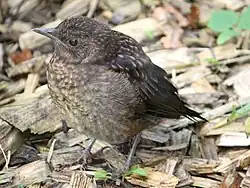 Слёток возрастом 21 день