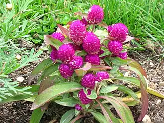 Цветущая гомфрена шаровидная