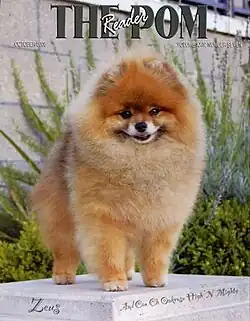 Померанский шпиц