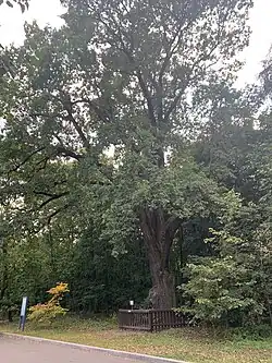 350-летний старейший дуб в усадьбе Архангельское-Тюриково