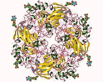 Трёхмерная структура α-галактозидазы клеточной стенки Mortierella vinacea — гомотетрамер семейства CH4. На рисунке фермент с молекулами N-ацетилглюкозамина (тонкие линии) и маннозы.