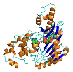 Структура мозговой креатинкиназы человека с АДФ и креатином. PDB 3b6r.