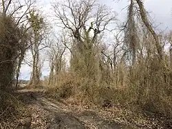 Лиановые заросли