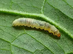 Гусеница Gypsonoma minutana