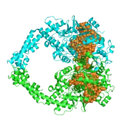 Человеческая топоизомераза Iibeta в комплексе с ДНК (золотая сфера). PDB entry 4j3n