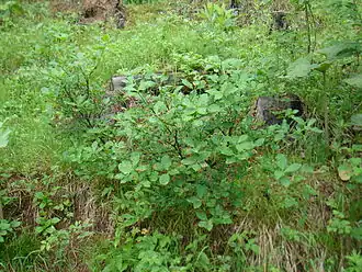 Бересклет сахалинский