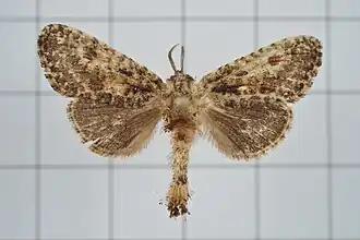 Squamura discipuncta