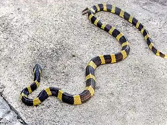 Ленточный крайт