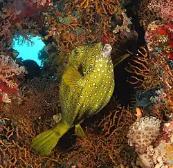 Кузовок-кубик (Ostracion cubicus)