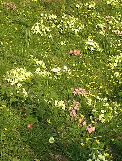 Примулы на берегу реки