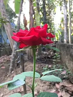 Красная роза (упоминается Еленой Булгаковой)