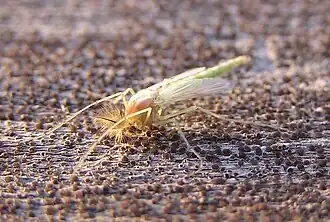 Комар-звонец