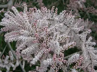 Цветочные кисти