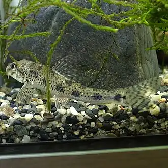 Речная абботина (Abbottina rivularis)