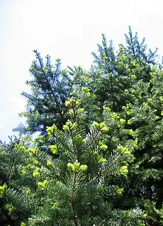 Abies holophylla, выращенная в Ботаническом саду Вроцлавского университета, Вроцлав, Польша.