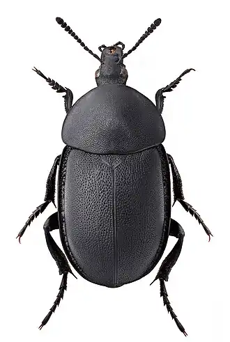 Мертвоед-моллюскоед