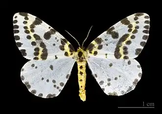 Abraxas grossulariata(Ennominae)