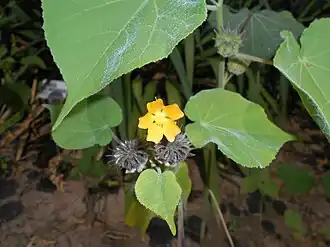 Общий вид цветущего растения