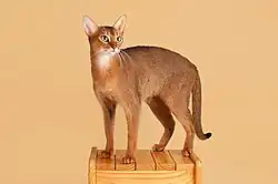 Абиссинская кошка дикого окраса