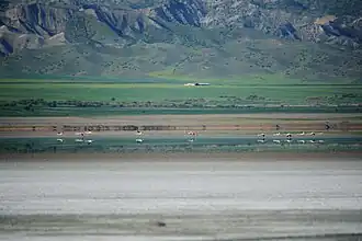 Фламинго на озере