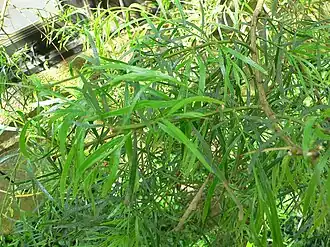 Культивируемая A. leprosa (Лонгвудские сады, Пенсильвания, США)