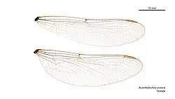 Крылья самки