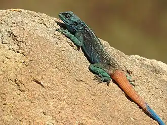 Взрослый самец