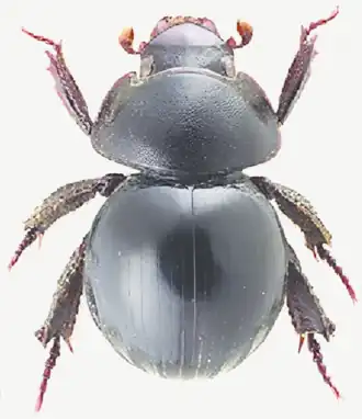 Acanthocerodes sp.