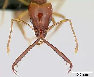 Муравей Acanthognathus teledectus