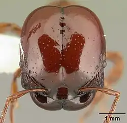 Acanthomyrmex concavus, макросолдат