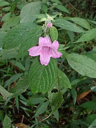 Acanthopale madagascariensis