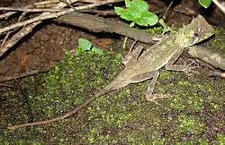 Acanthosaura coronata