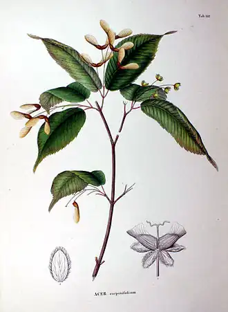 Ботаническая иллюстрация из книги «Flora Japonica», 1870