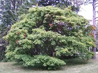 Общий вид дерева