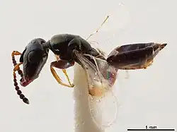 Acerocephala atroviolacea