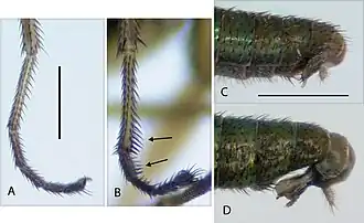 Лапки (A,B) и терминалии (C,D) самцов A. apicalis (A,C), A. barbata (B,D). Шкала: 0,25 мм (A, B), 0,5 мм (C, D).