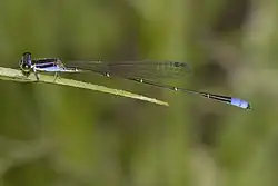 Aciagrion approximans, Южная Азия