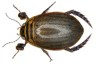Полоскун бороздчатый (Acilius sulcatus), самец